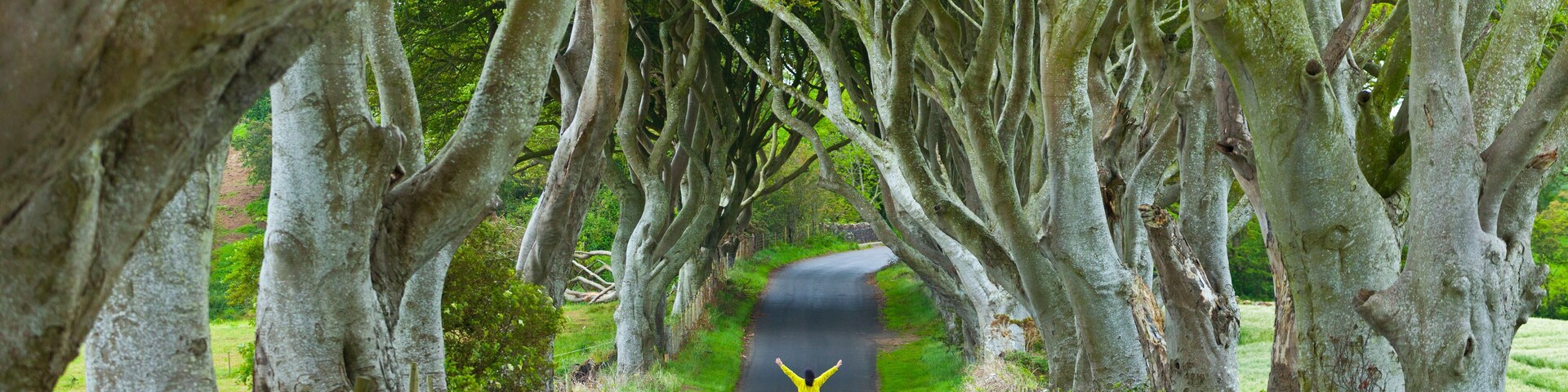 The Dark Hedges. Ballymoney Countryside. Antrim County, Northern Ireland, Europe
