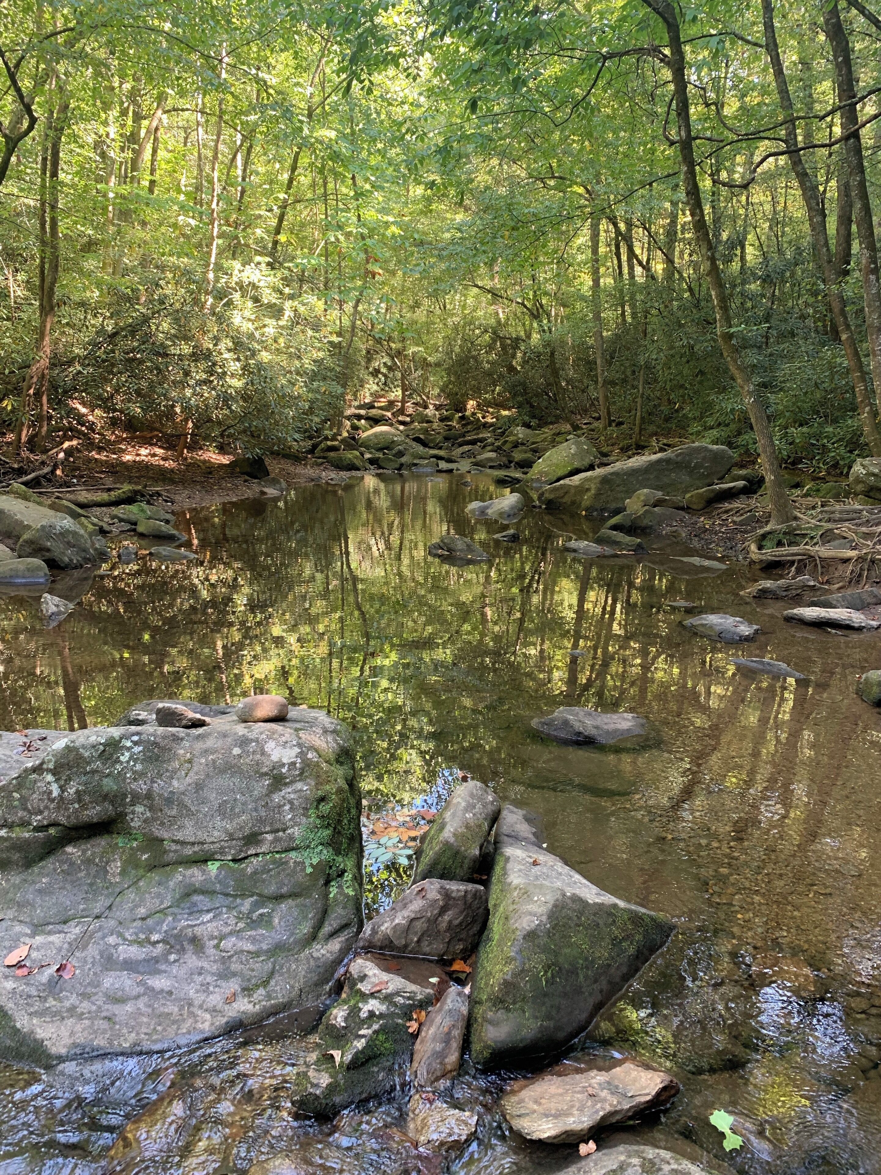 A forest stream with rocks and trees.