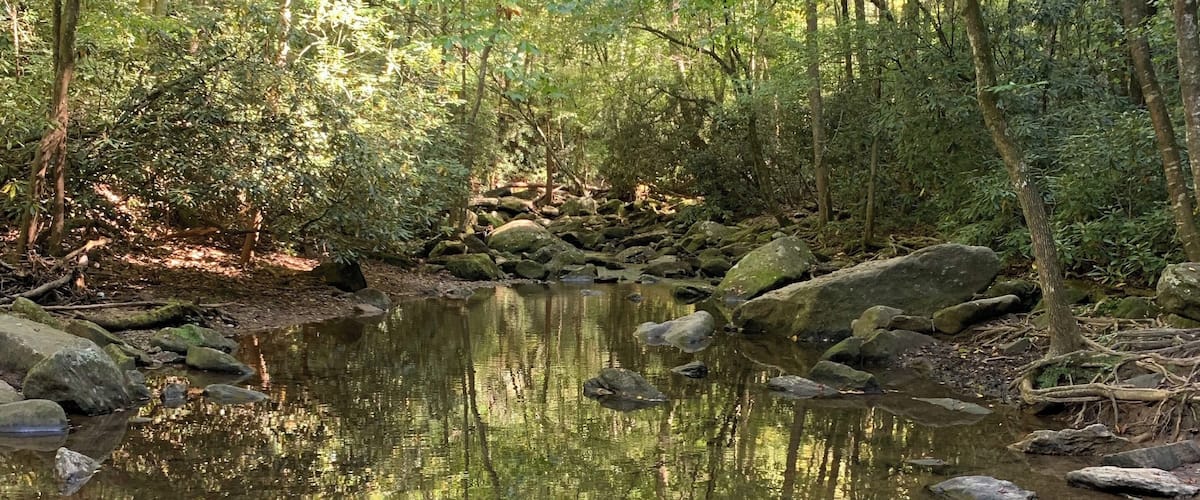 A forest stream with rocks and trees.