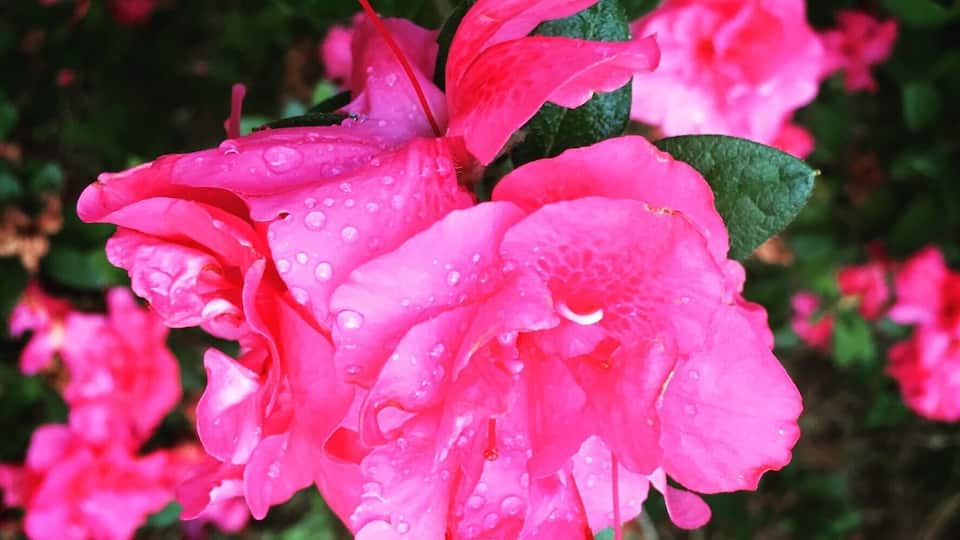 Another one outside my house.