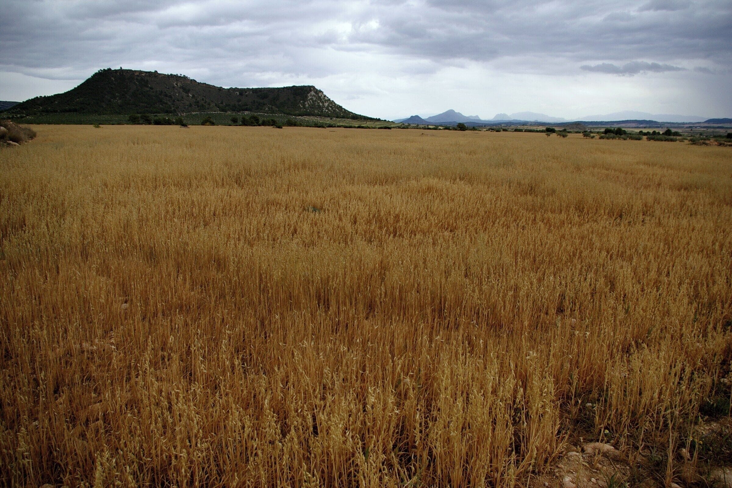 Campos de Moratalla