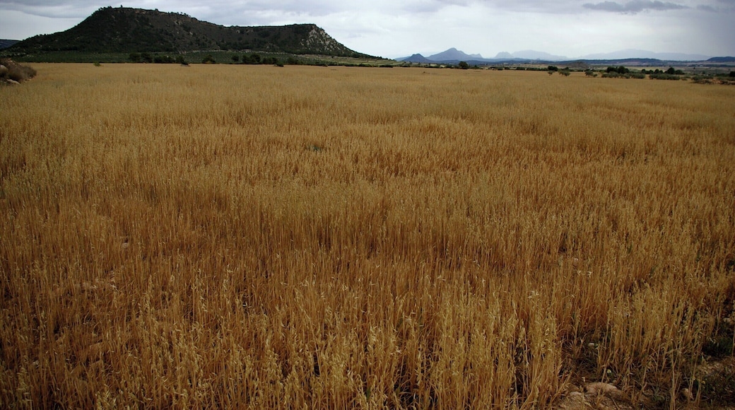 Campos de Moratalla