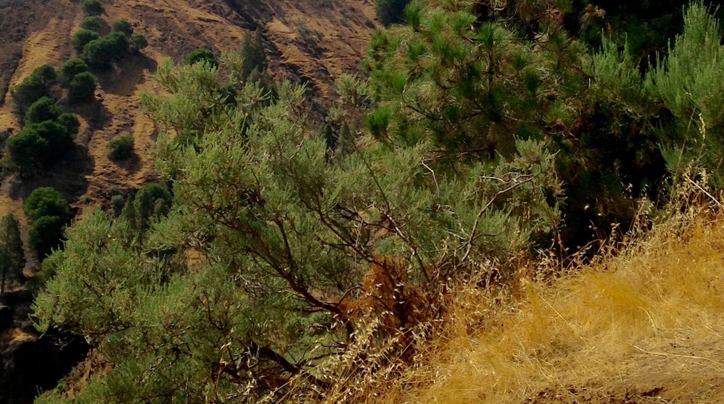 This is a photography of a Site of Community Importance in Spain with the ID: