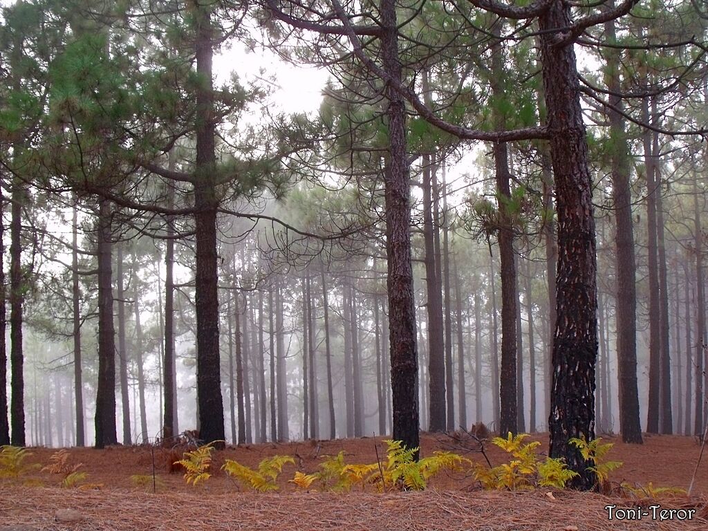 A dense forest with tall pine trees and ferns on the forest floor.