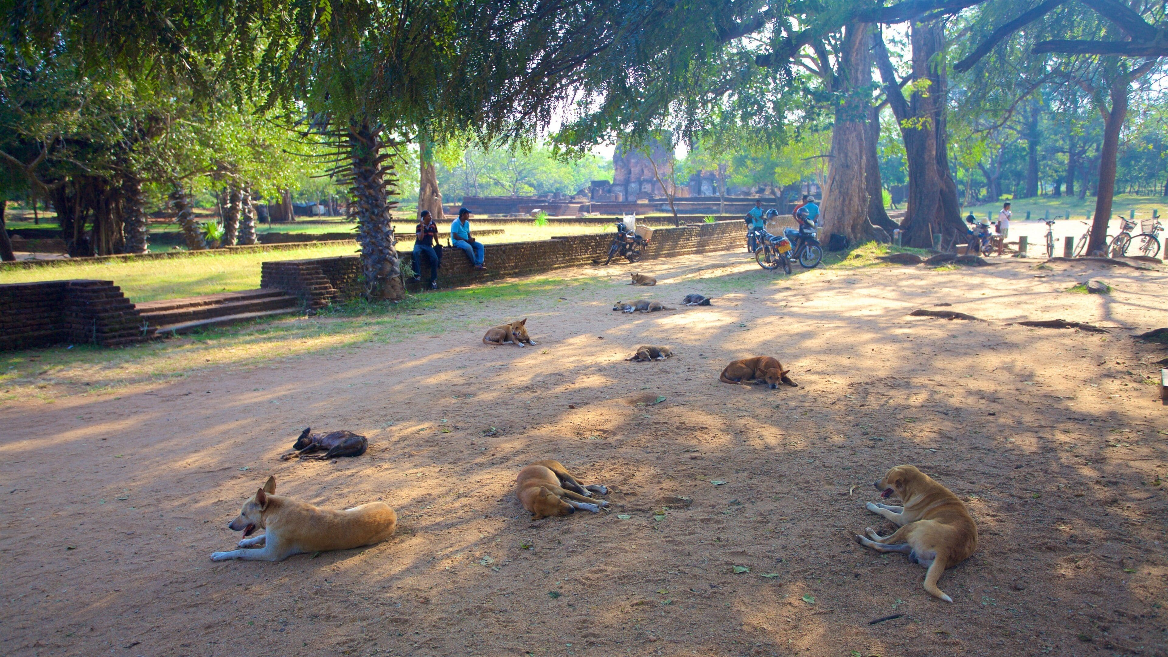 Uma área arenosa com vários cães deitados, cercada por árvores e um muro de tijolos.