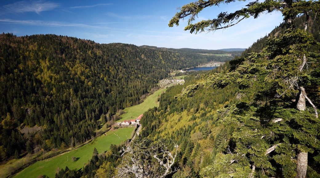 زونرابت لونجيمر