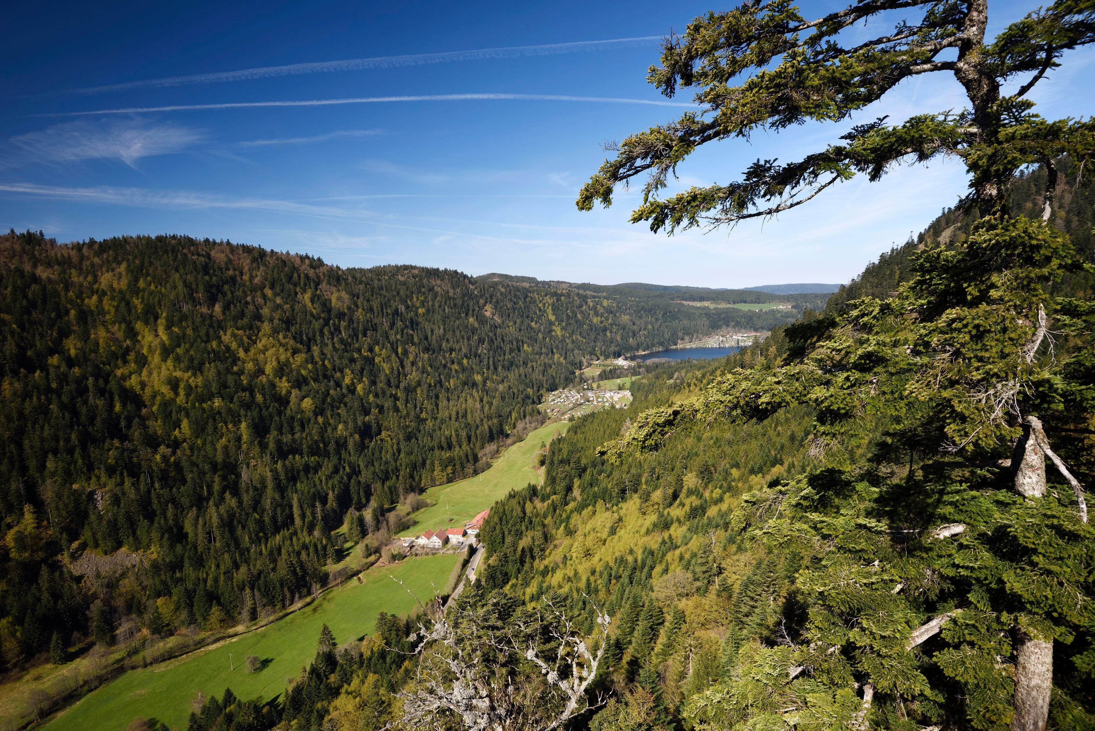 زونرابت لونجيمر