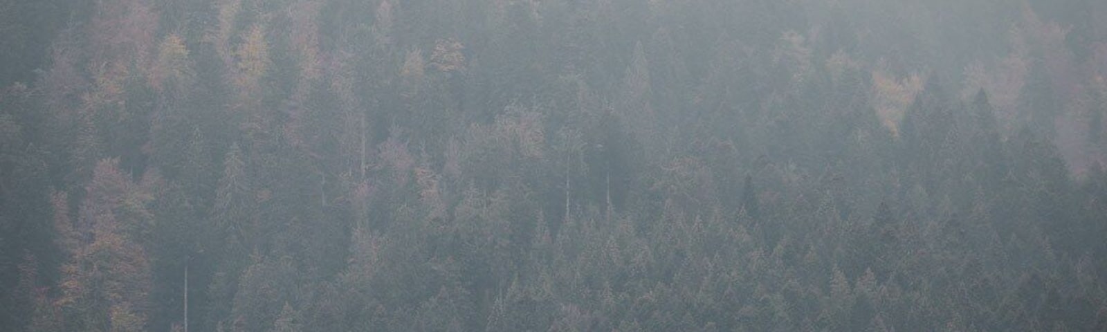 Even on a moody day the longemer has some beautiful surroundings to photograph. Plus side: there's a car park super close to this photospot!