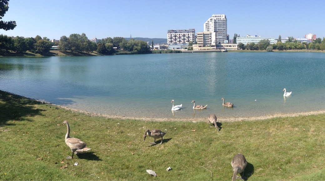 'Ć trkoveckĂ© jazero' is a small lake in the RuĆŸinov district of Bratislava. A nice place to relax and swim on those warm sunny days!
#LoveMyTown