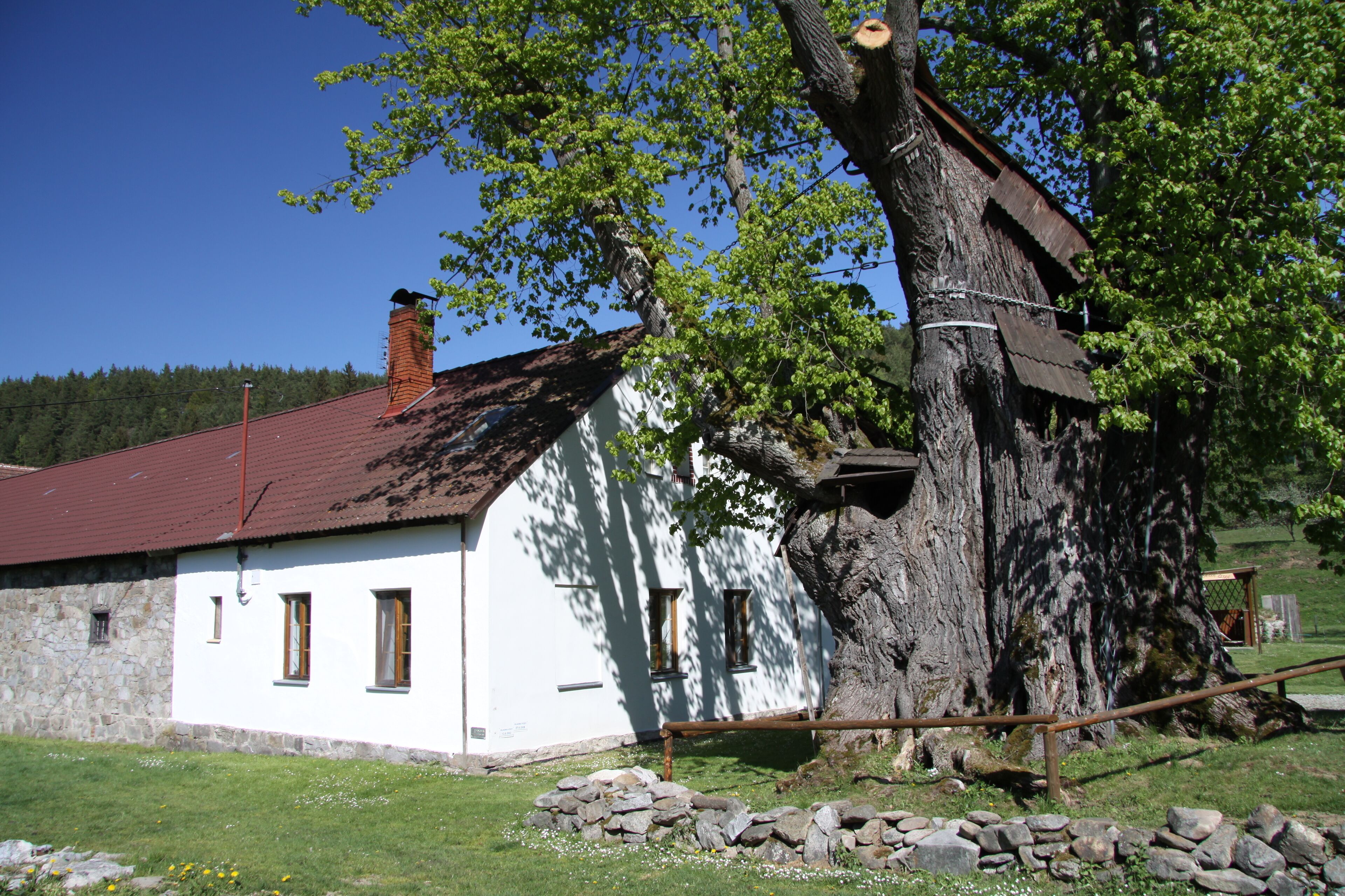 Famous tree called "Sudslavická lípa" in Sudslavice village near Vimperk, Prachatice District, Czech Republic