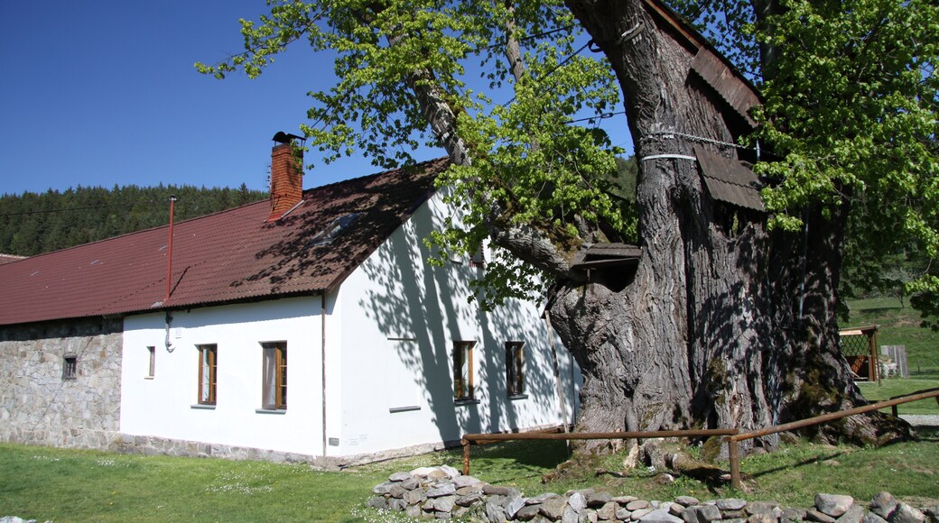 Famous tree called "Sudslavická lípa" in Sudslavice village near Vimperk, Prachatice District, Czech Republic