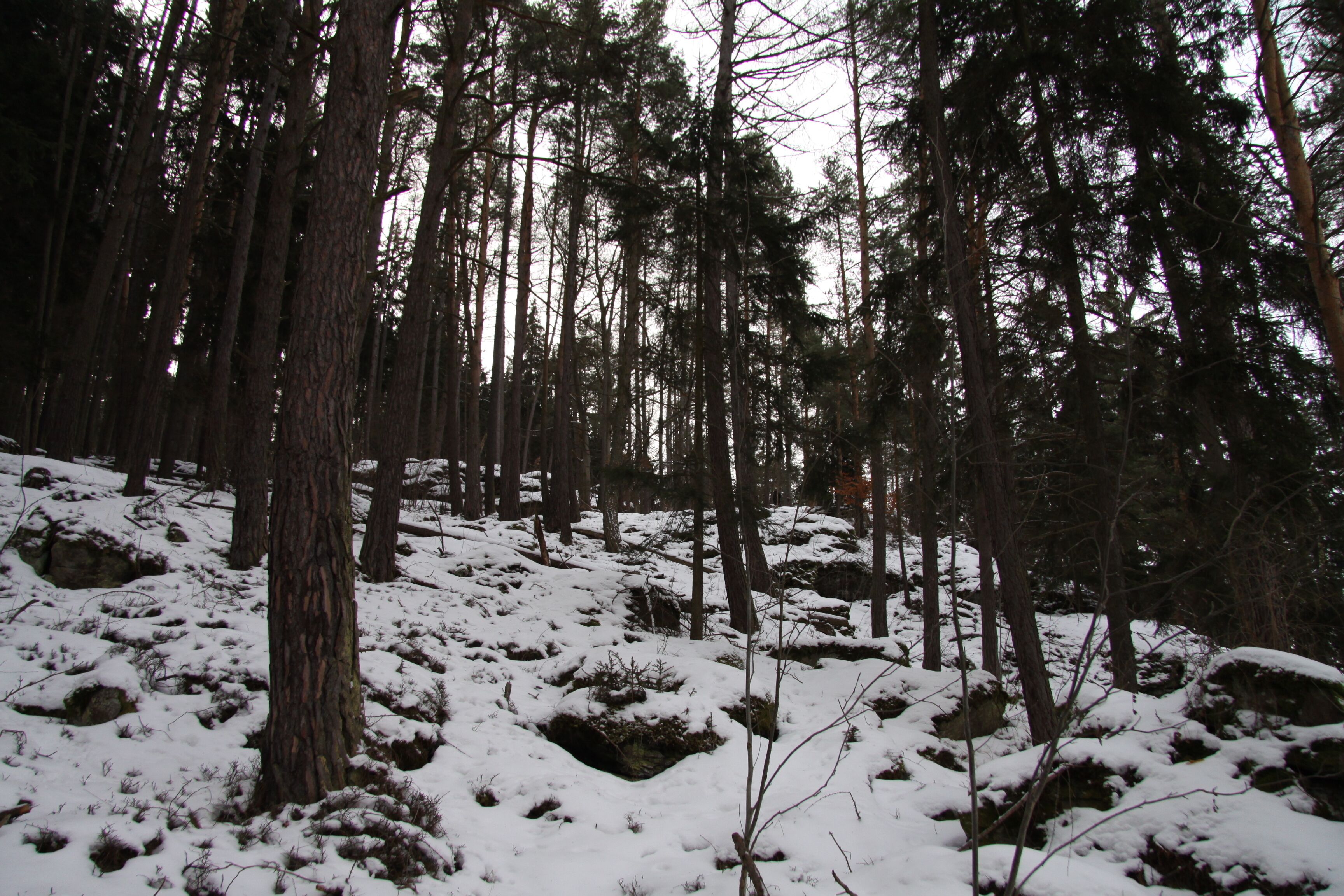 Natural reserve Opolenec in Prachatice District, Czech Republic