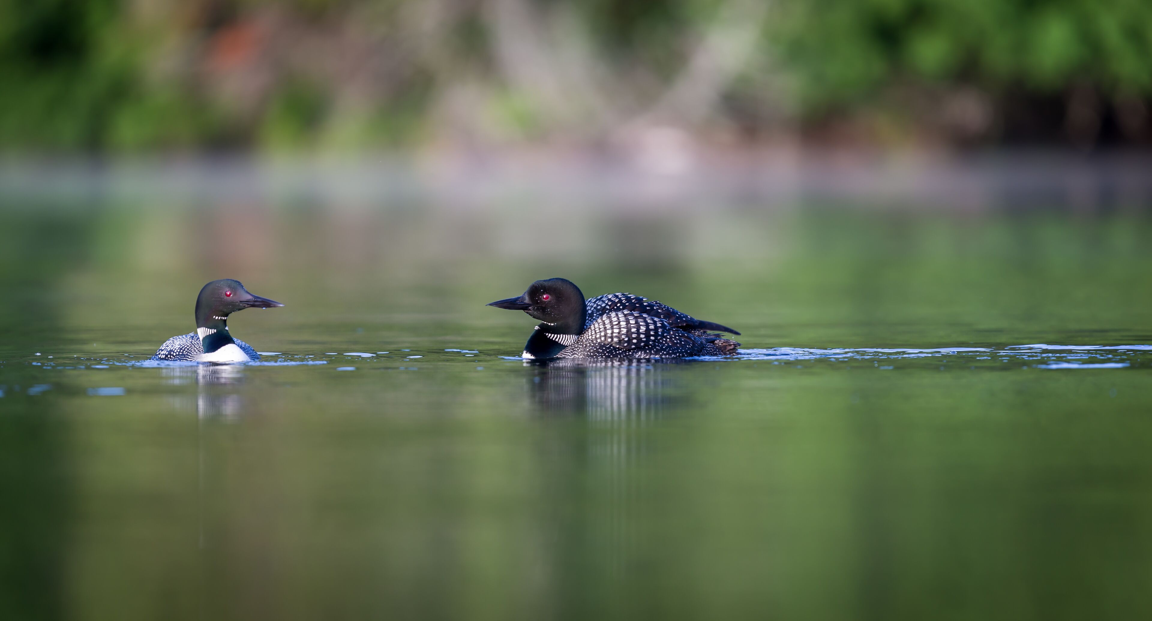 Common Loon female and male. This shot was taken on lac Creux northern Quebec Canada. Here you can see the incredible feather pattern these birds possess.