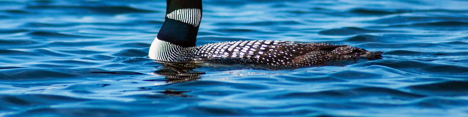A bird swimming in water.