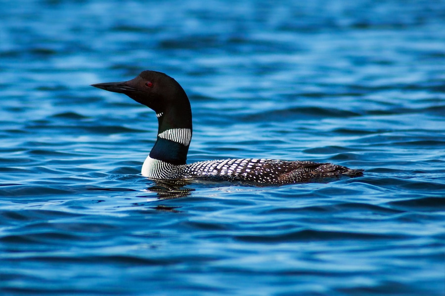 A bird swimming in water.