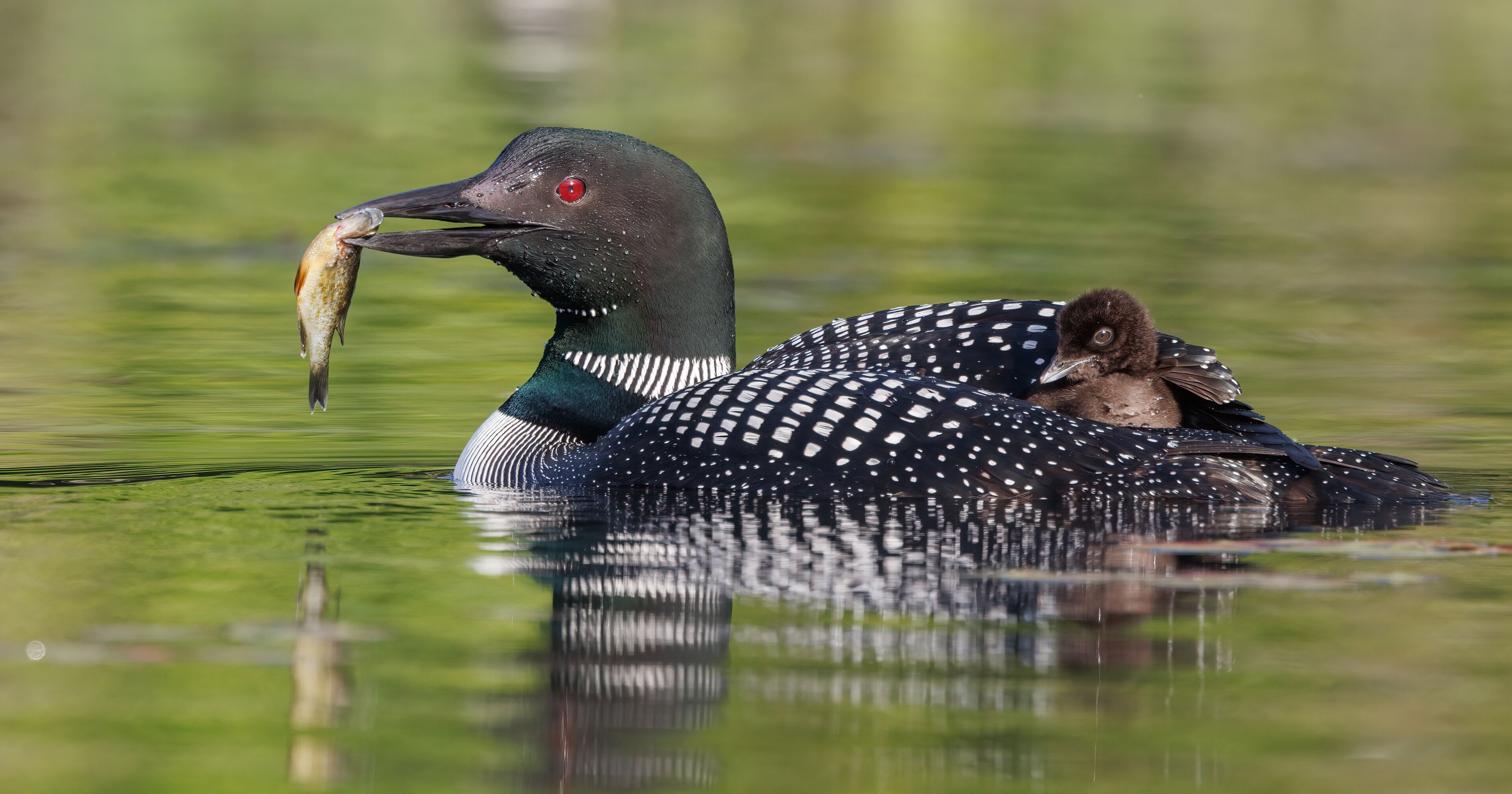 Common loon and chick in Maine 