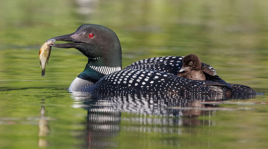 Common loon and chick in Maine