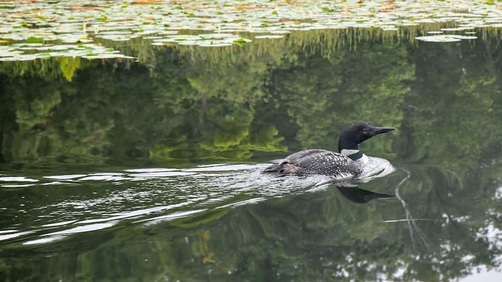 Common Loon swimming in the calm water