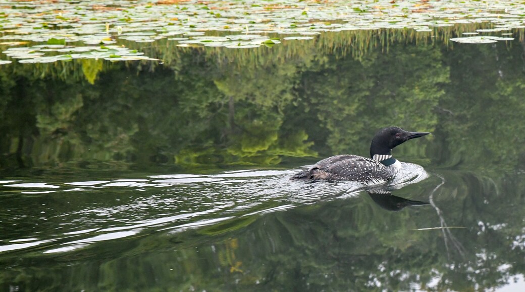 Common Loon swimming in the calm water