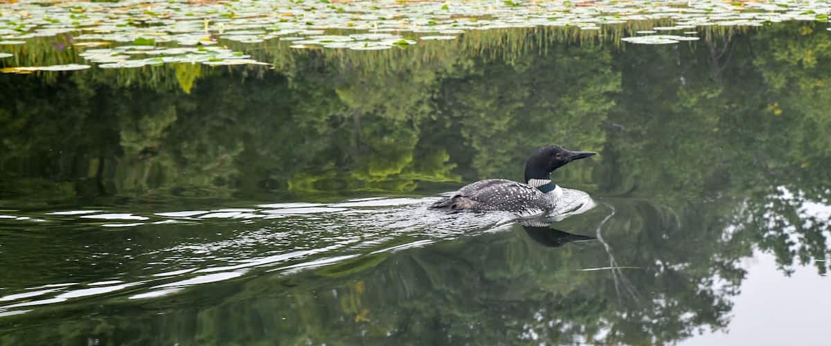 A loon swimming in a pond with lily pads and reflections of trees.
