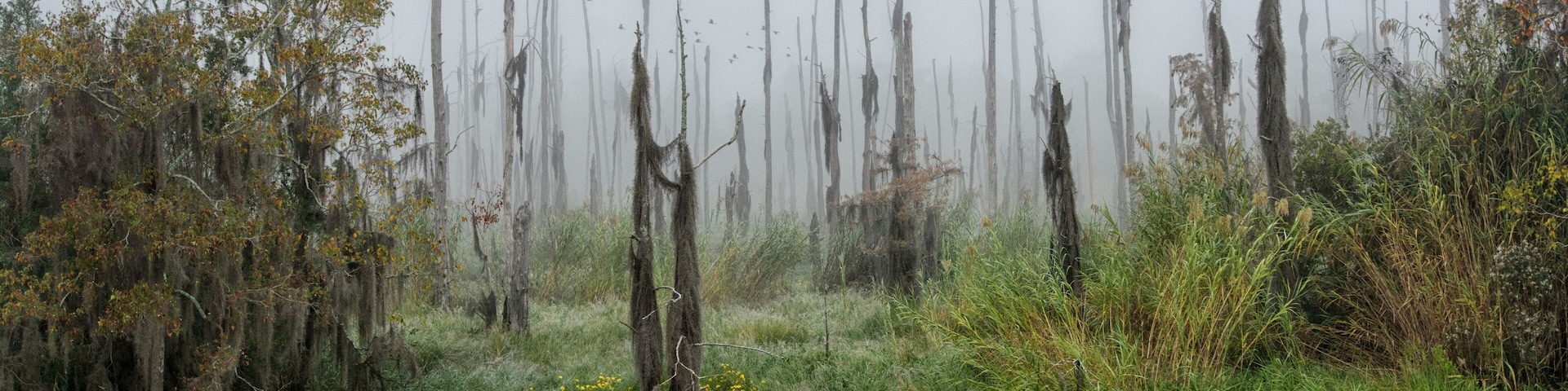 Dead and dying cypress trees in fog in the Guste island Louisiana caused by saltwater intrusion into a freshwater marsh.