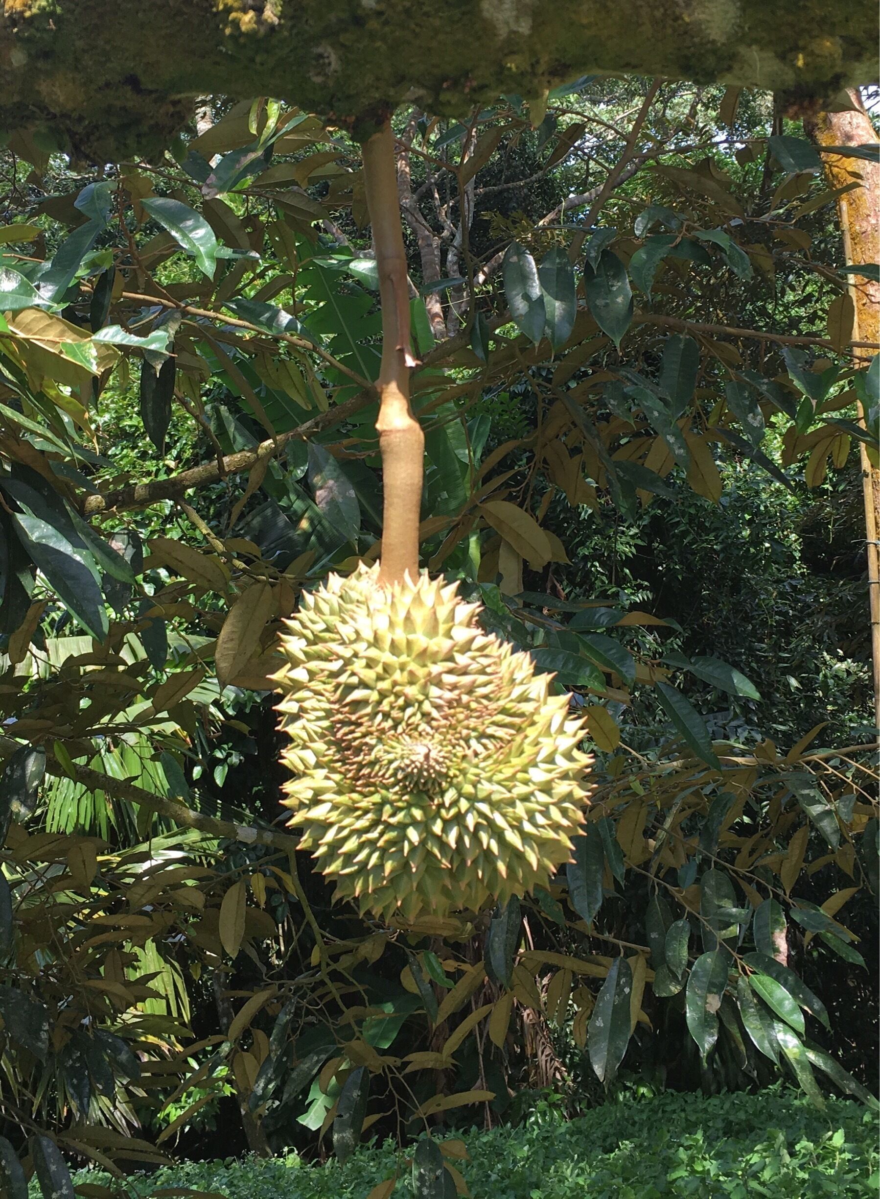Koh Samui - a big Jackfruit
