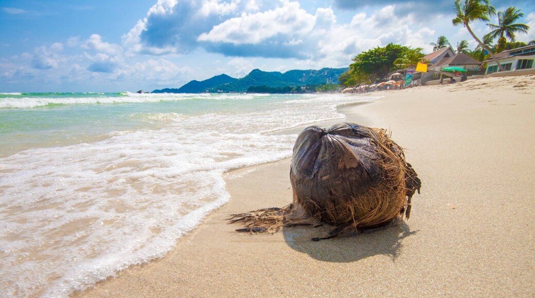 A #coconut washed up on #Chaweng Beach of Koh Samui, #Thailand 🇹🇭. There are worse places to find yourself 😊
#LifeAtExpedia