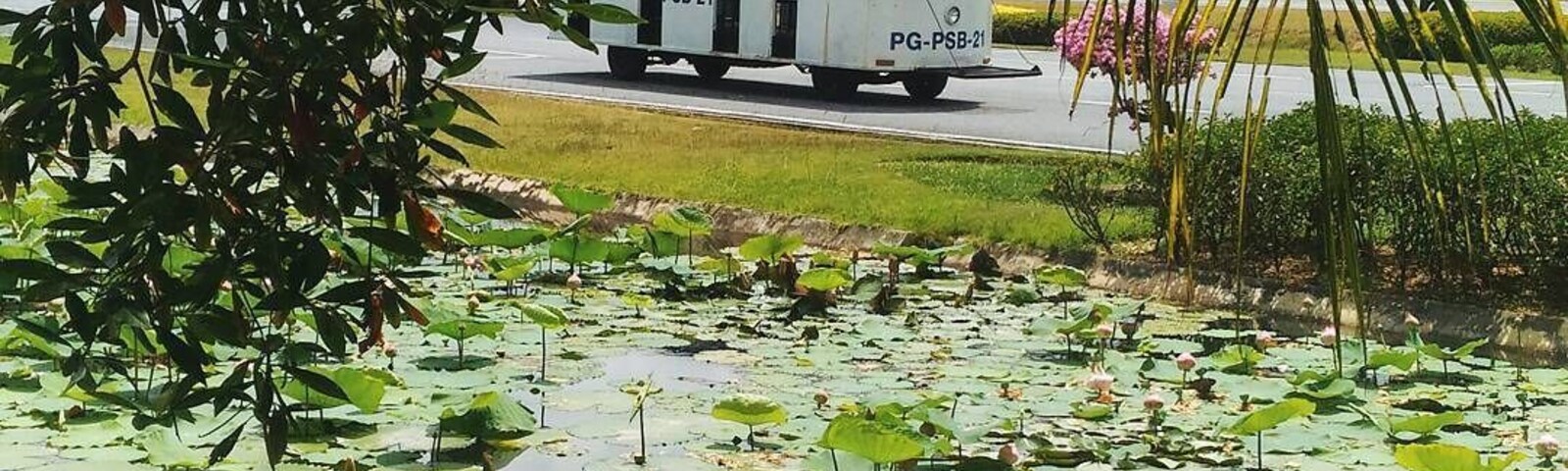 Un cuerpo de agua con lirios y un vehículo blanco con la etiqueta PG-PSB-21 en una carretera.