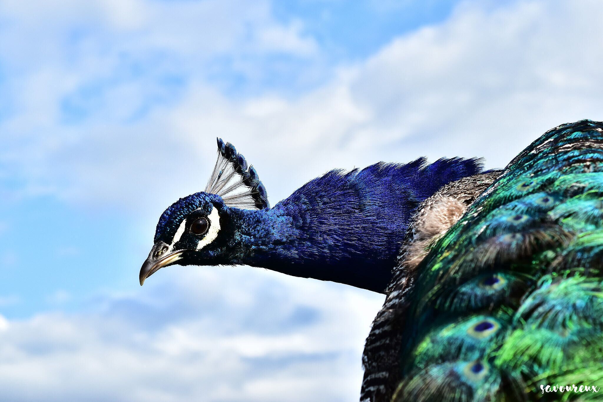 500px provided description: *** [#bird ,#blue ,#animal ,#peacock]