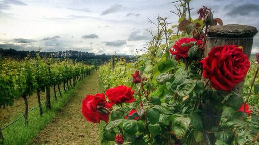 An alternative to the Marlborough or Otago wines from the South Island, Martinborough is a new boutique wine growing region in the North Island near Wellington in the Wairarapa