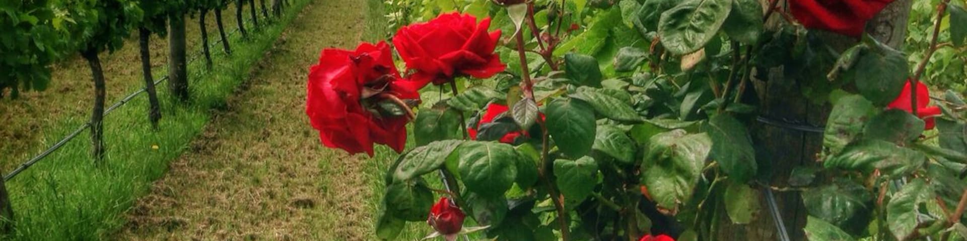 An alternative to the Marlborough or Otago wines from the South Island, Martinborough is a new boutique wine growing region in the North Island near Wellington in the Wairarapa