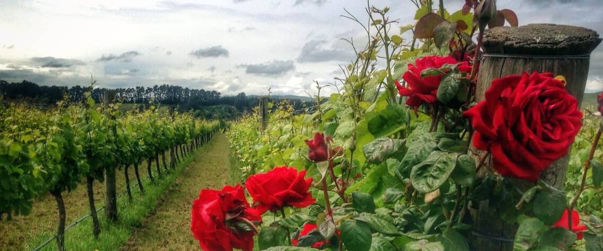 An alternative to the Marlborough or Otago wines from the South Island, Martinborough is a new boutique wine growing region in the North Island near Wellington in the Wairarapa