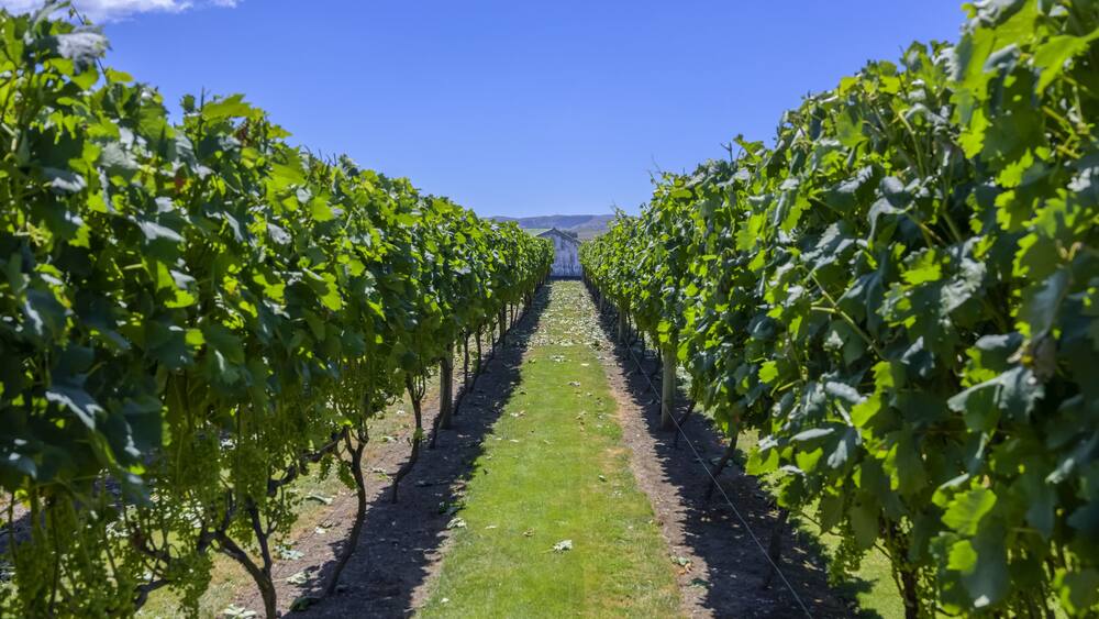 A vineyard with rows of grapevines under a clear blue sky.