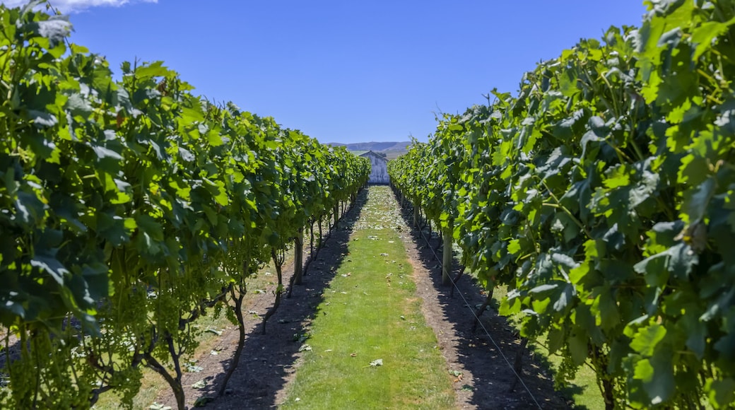 Grapevines with lush, green foliage and a blue sky; Martinborough, Wairarapa District, Wellington Region, New Zealand