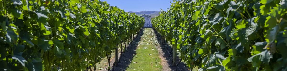 A vineyard with rows of grapevines under a clear blue sky.