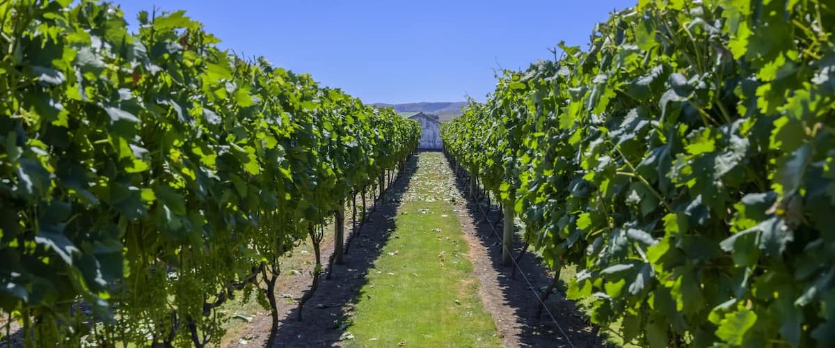 A vineyard with rows of grapevines under a clear blue sky.
