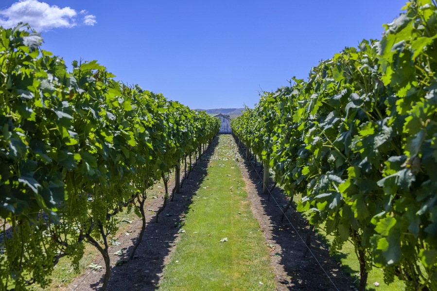 Viñedo con hileras de parras bajo un cielo azul despejado.