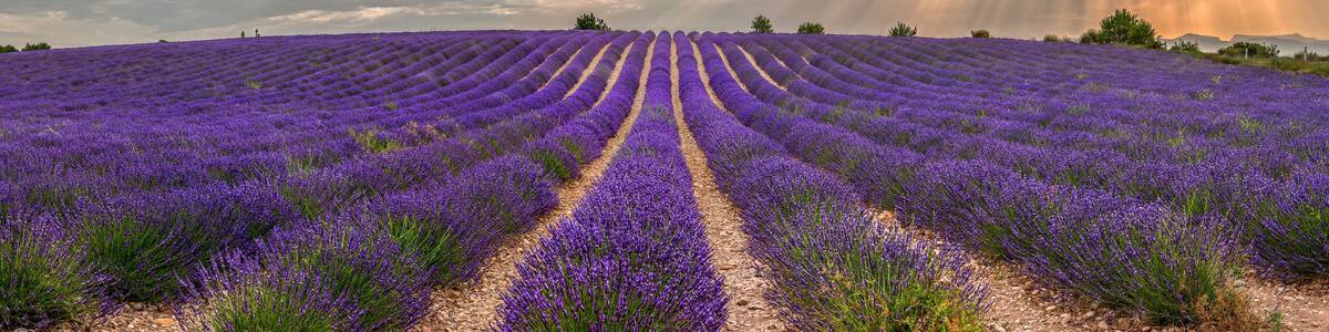 Lavender field