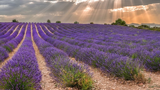 シャントメルル レ グリニャン