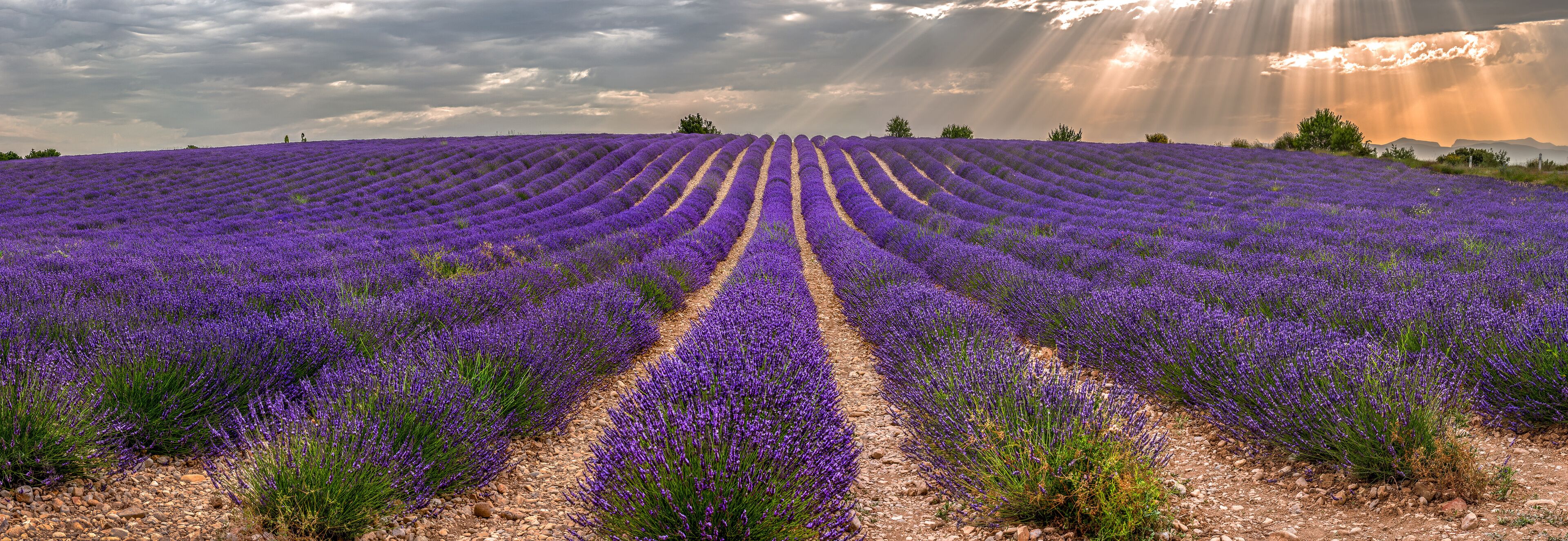 A lavender field with rows of purple flowers and a cloudy sky.