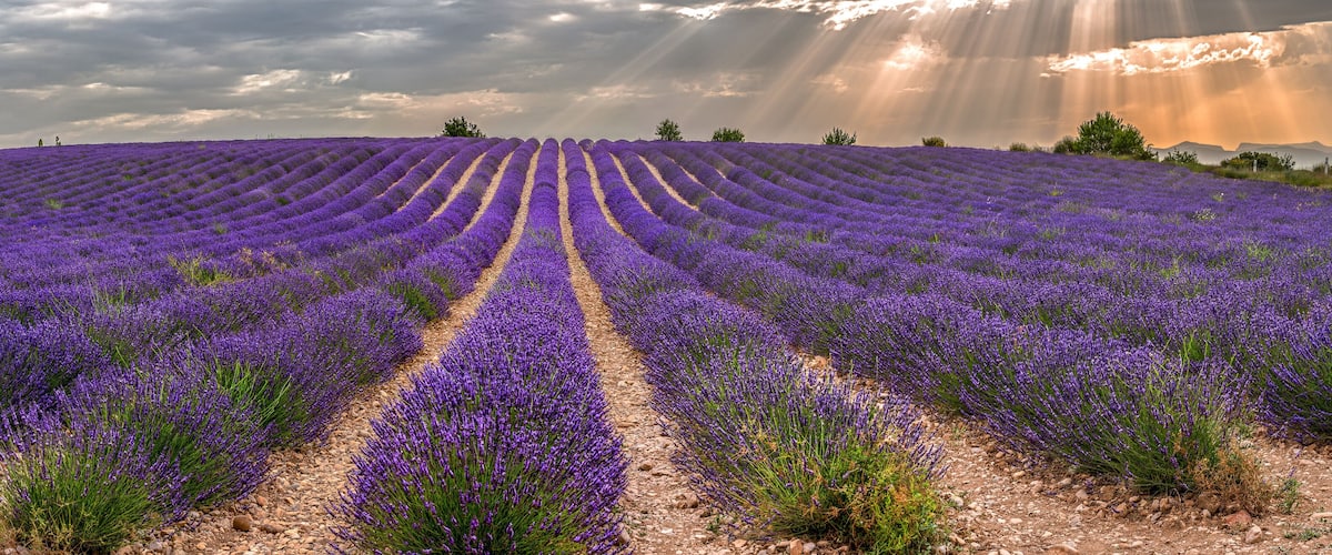 A lavender field with rows of purple flowers and a cloudy sky.