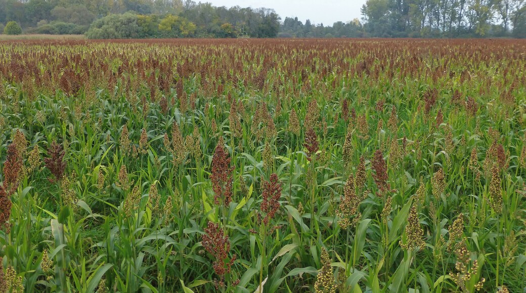 Sorghum bicolor in France
