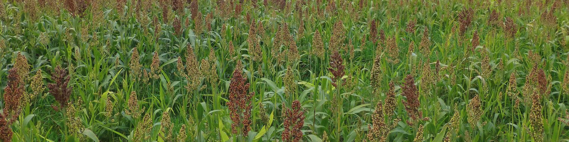 Sorghum bicolor in France