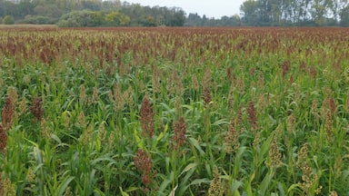 Sorghum bicolor in France
