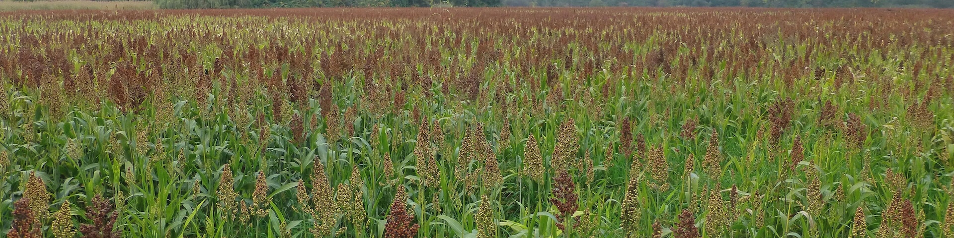 Sorghum bicolor in France