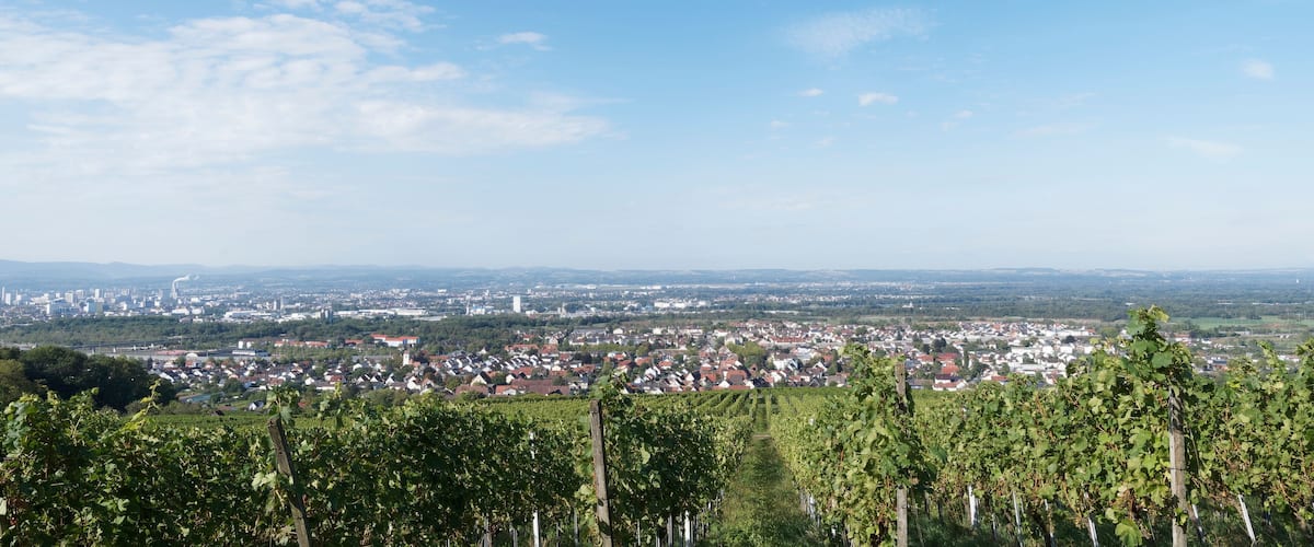 A vineyard with rows of grapevines in the foreground, a cityscape with various buildings and a clear blue sky in the background.