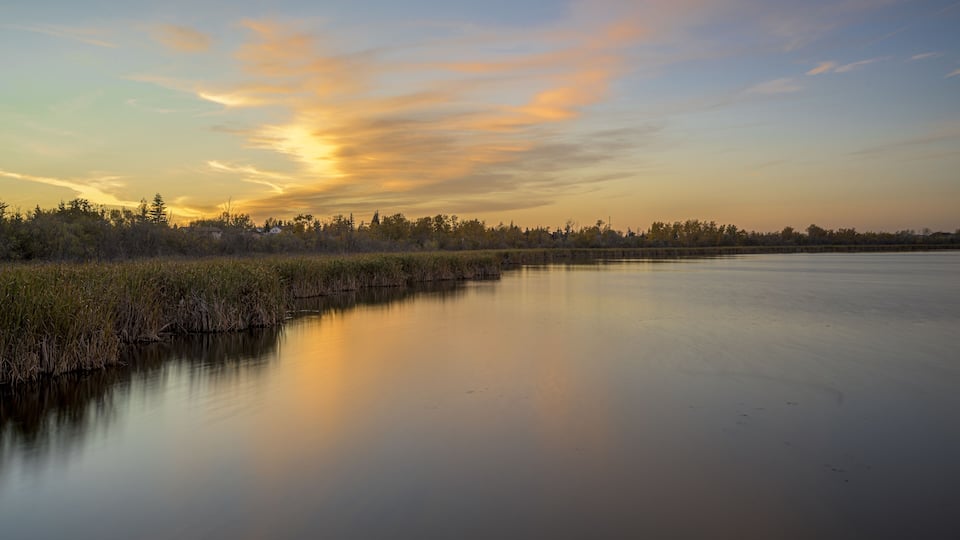 A calm river with a sunset sky, dense reeds, and a distant tree line.