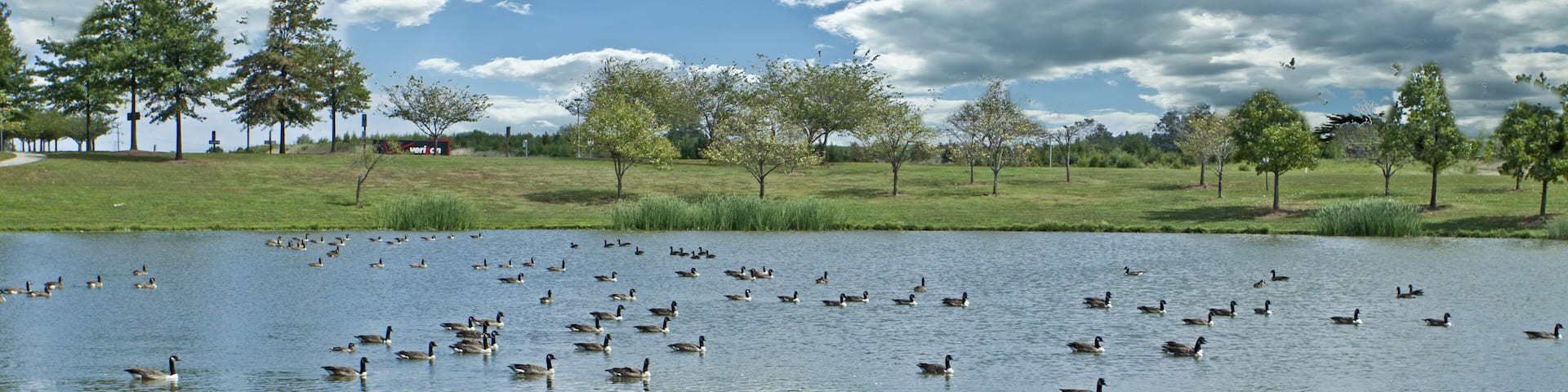 I took this picture when I was working at Verizon office in Ashburn, VA. They have big ponds and path to walk around. The geese fly from one pond to other. It was nice to watch them.