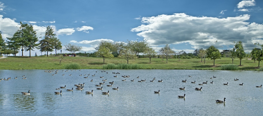 I took this picture when I was working at Verizon office in Ashburn, VA. They have big ponds and path to walk around. The geese fly from one pond to other. It was nice to watch them.