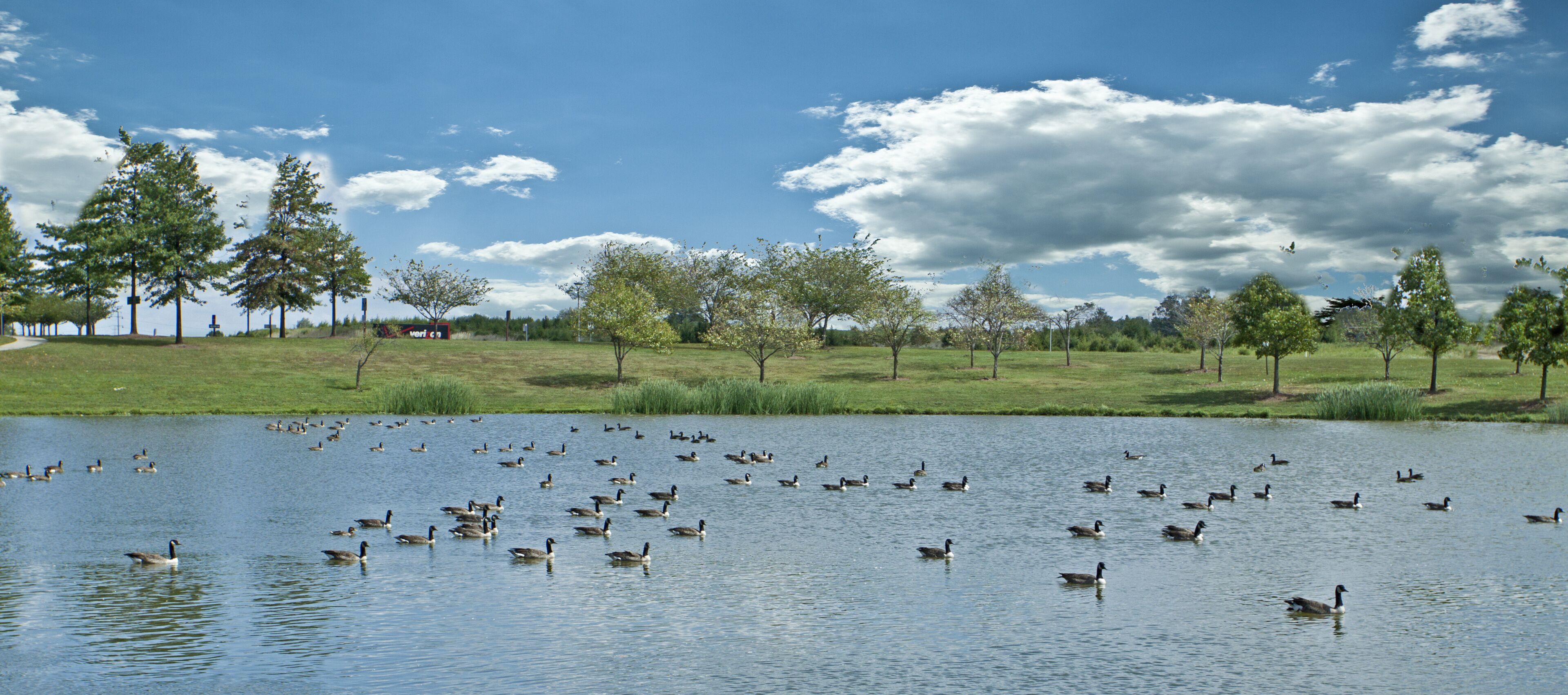 A lake with many ducks and trees in the background.